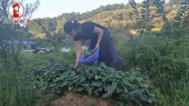 自家菜地种植的辣椒,这小米椒可不是一般辣