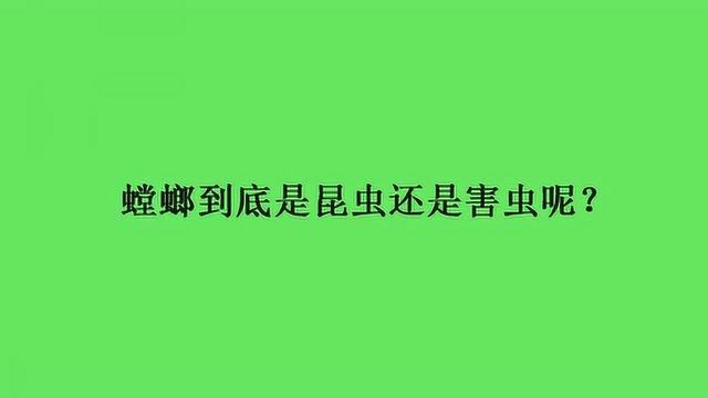 螳螂到底是昆虫还是害虫呢?