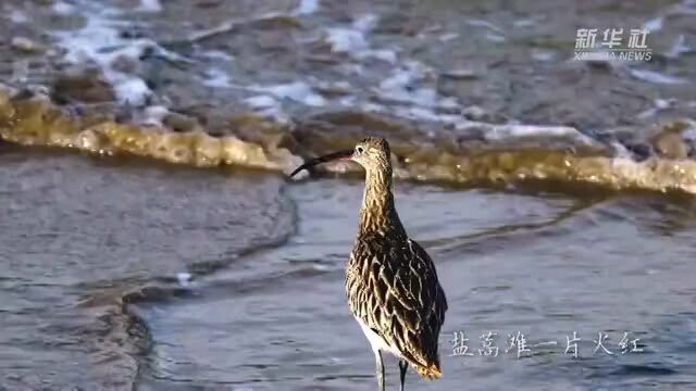 美翻了 航拍江苏条子泥湿地秋景“红地毯”