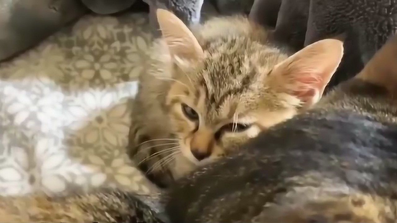 趣味萌宠:小花猫睡的真可爱