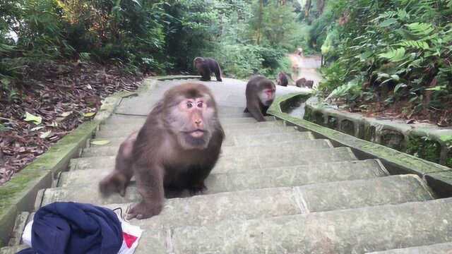 究竟为何:峨眉山猴子最怕的东西是什么?生活中经常见到,猴子一见赶紧跑