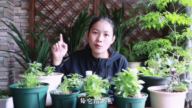 养这6种草花,便宜好养易爆盆,明年开成大花球!