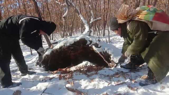 山里坟地边有黄鼠狼,俩人一起捅洞穴,跑出来的却不是黄鼠狼