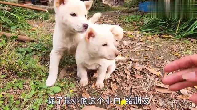 湖南农村为什么都喜欢养土狗,看这些小土狗吃的东西,瞬间明白了