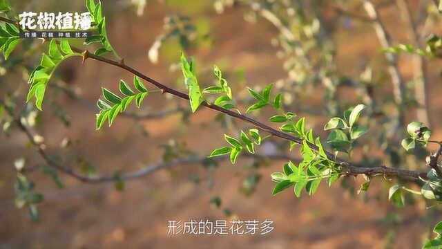 《花椒植播》第十一期:花椒修剪十原则