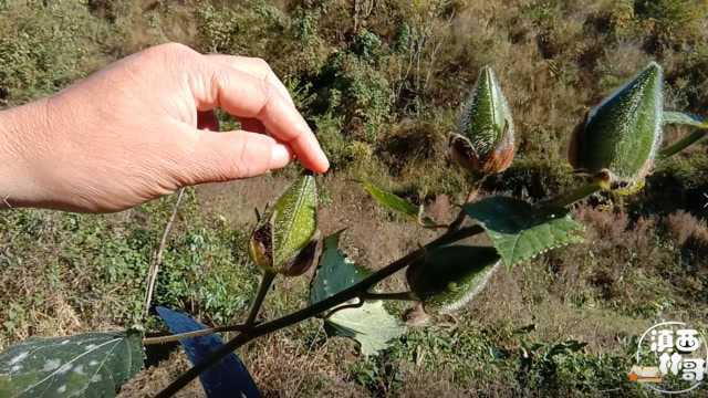 这种植物你们认识吗?农村人叫它黄蜀葵,了解一下它的好处吧!