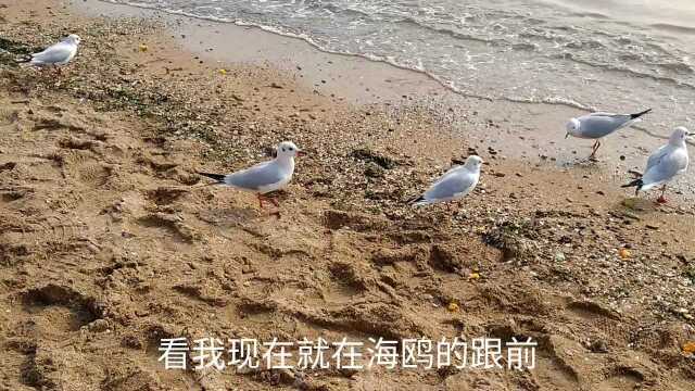 海鸥聚集在青岛栈桥过冬,又为栈桥增添了一道美丽美丽的风景