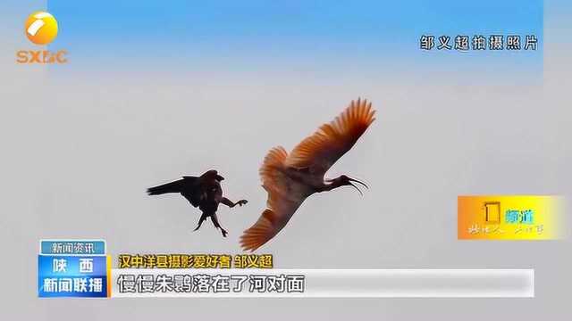 惊险!汉中洋县湑水河上空上演“隼鹮”大战