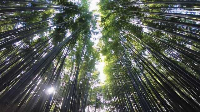 漫步在《卧虎藏龙》取景的嵯峨野竹林小径,仿佛置身电影里的场景