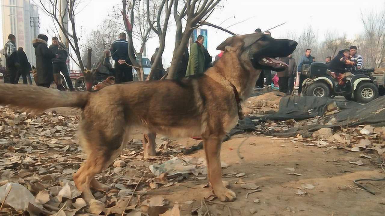 狗市套路多昆明犬和东德杂交的串串当昆明犬来卖看看值2000吗