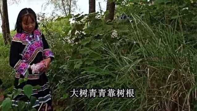 云南山歌对唱《大树青青靠树根》经典山歌,民间小调