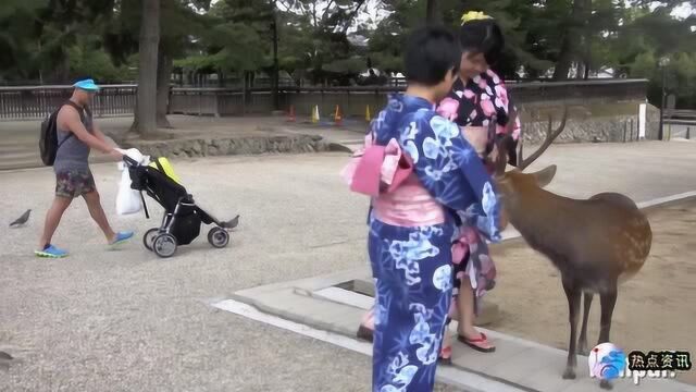 实拍日本京都与奈良的人文街景,网友:绿化与街道确实值得大赞