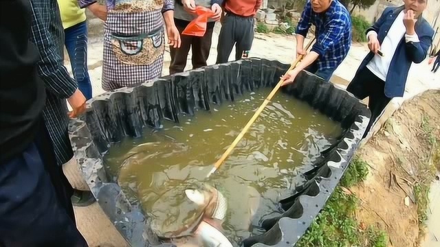 农村100多斤土生土养的白鲢鱼一斤10块钱,一小时被抢个精光