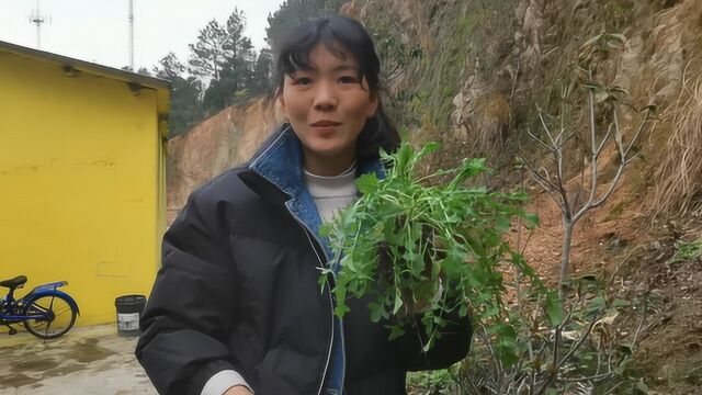 鄂州3妯娌摘些农村遍地都是的野菜,配鸡蛋做美食,味道好极了