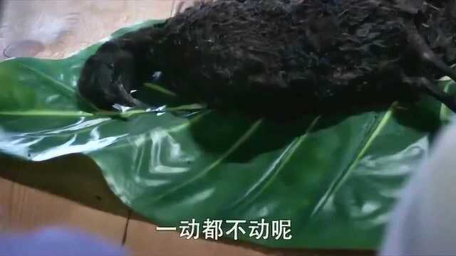 天降烤乌鸦,香气扑鼻,锦觅一探鼻息还没死透