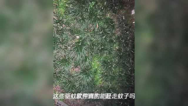 下个App就能驱蚊?大晚上在草丛“人肉测试”,蹲了16分钟之后……