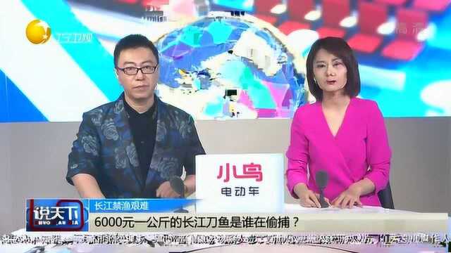 6000元一公斤的长江刀鱼是谁在偷捕?