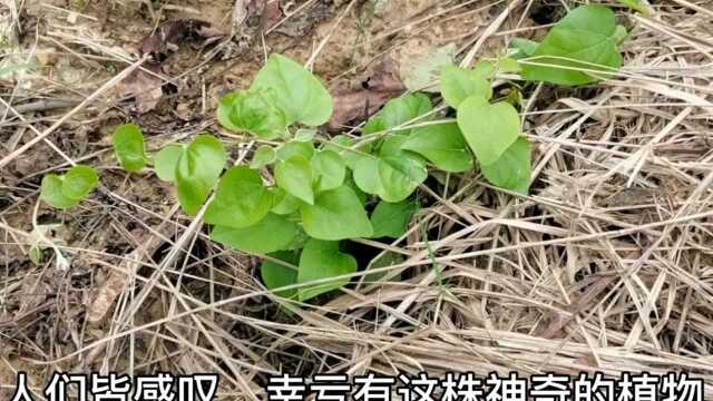 千金藤丨此藤能承千斤重,是爬山好助手,曾在峭壁边救人性命