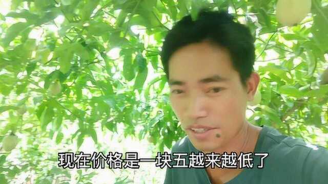 百香果价格越来越低,一百多斤才一百多快,农村老哥要哭