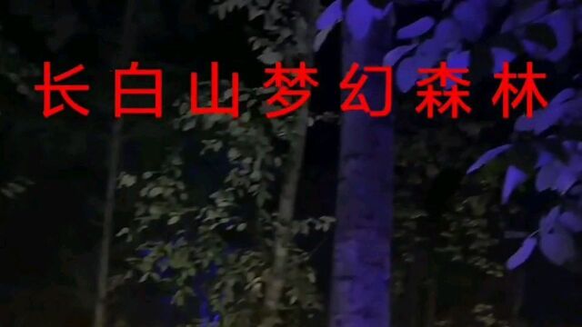 长白山下梦幻森林,夜景美得无与伦比