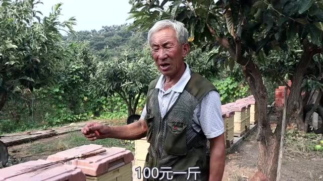 养蜜蜂30年的大爷,用实话告你真正的蜂蜜多少钱一斤?原来这么贵