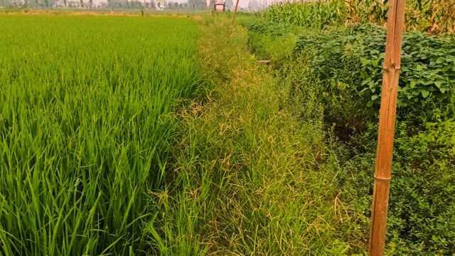 田间小道杂草丛生,往日景象成回忆,种地人大多外出务工了