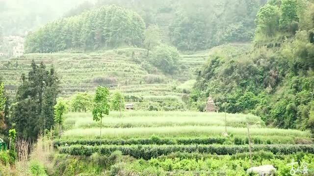 养生:夏日需去暑