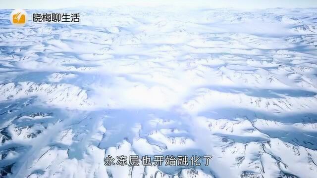 冻土层发现4万年前的狼头,大脑保存完好,比现代狼头大一倍