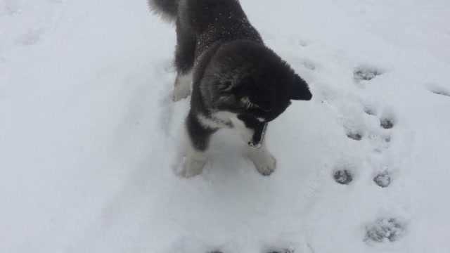 与哈士奇长相相似,却又不同的狗狗,阿拉斯加雪橇犬了解一下吧!