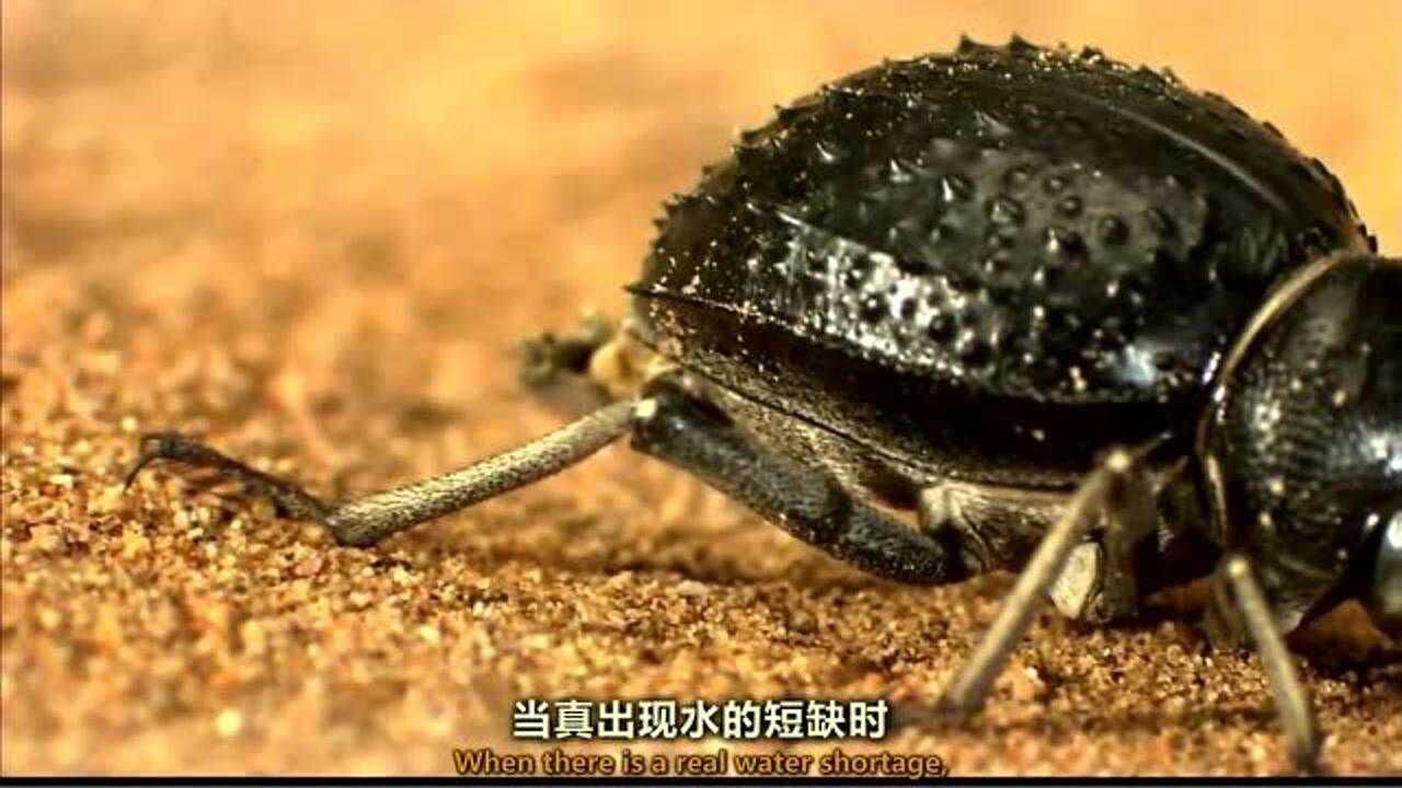 沙漠昆虫为储存水源各显神通!小家伙们的隐秘绝招不想见识下吗?