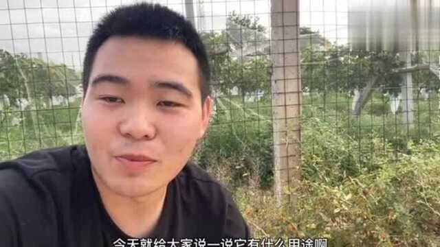 枸杞价格高用途多,路边长了这么多,竟然没人要,为啥?