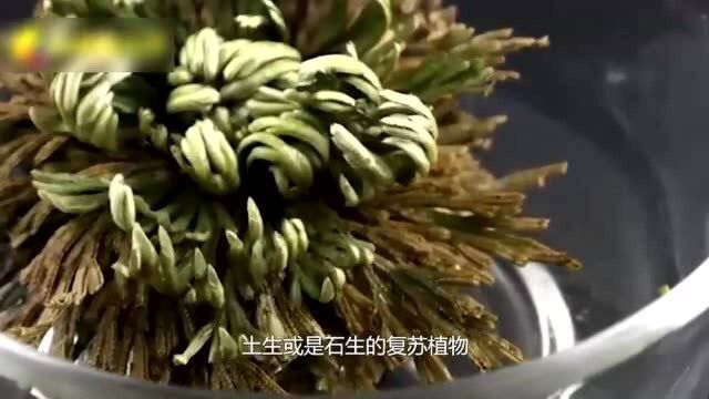 这种野草人称“九死还魂草”,看到捡回家,治疗白癜风~