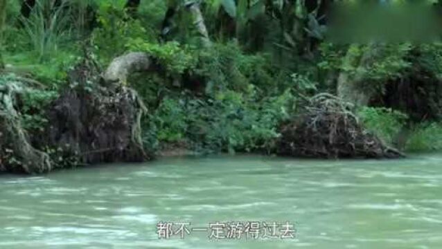 特种兵想要过河,结果书呆子一眼就看出危险,说出水流的速度有问题!