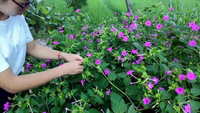 农村随处可见的“胭脂花”,名字好听用途广,一起来认识下