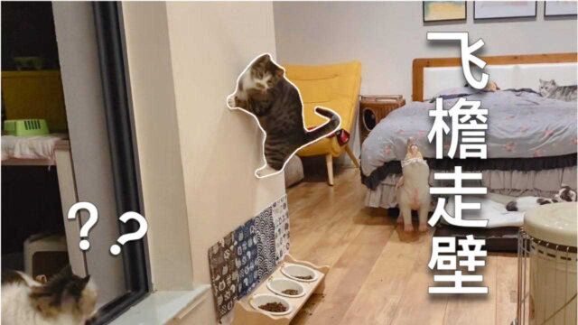 猫咪最强跑酷合集,一看都是老夜猫子了