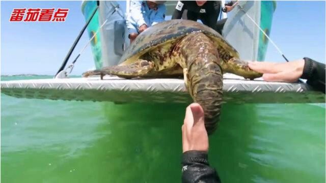 海洋生物保护组织为什么费尽千辛把海龟捕上来,打上标记后又放生