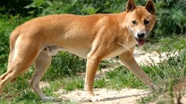 新几内亚唱犬野外绝迹50年 奇迹重现偏远高地