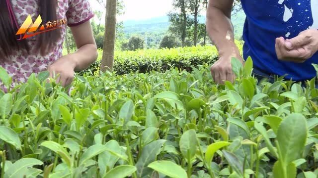 《众创新视野》 旅游行业逐渐复苏 农业生态游率先回暖