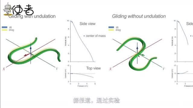 唯一会飞的蛇,可连续飞24米,它是第一个掌握空气动力学的生物