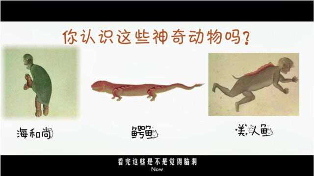 300年前的《海错图》,神秘海底生物,第几个会让你忍不住笑出声