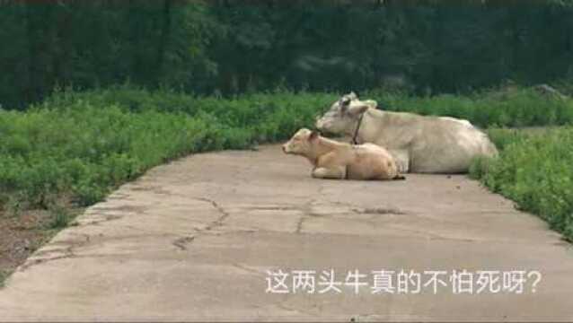 河南渑池县有个韶山风景区,自驾游时一定要注意路上是否卧有牛!