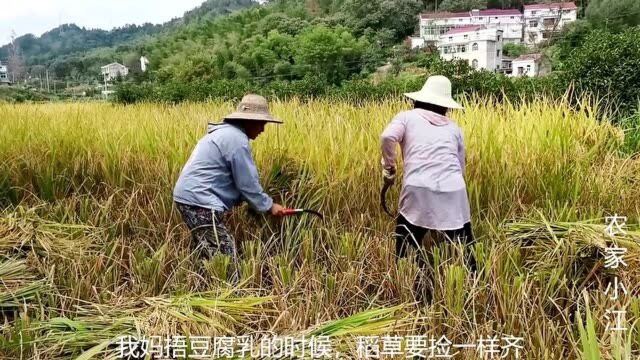 安徽农村舅妈人工割稻,一亩田2个人一天割完,300元工资不如打工