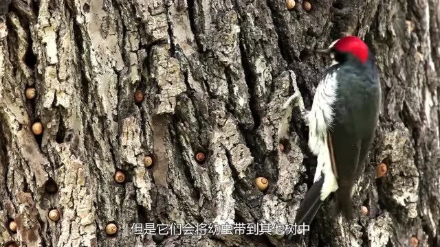 啄木鸟根本不是益鸟,现在才知道它的真面目,我们都被它骗了!