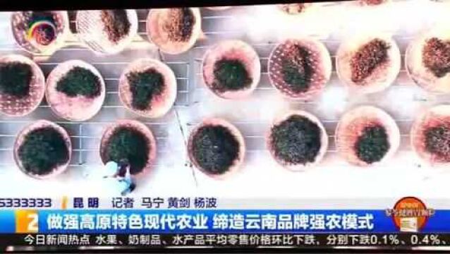 做强高原特色现代农业 缔造云南品牌强农模式