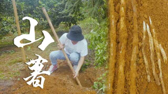 【师兄】挖野生山薯炖鸡 顺便看一下老表家的橘子好了没有