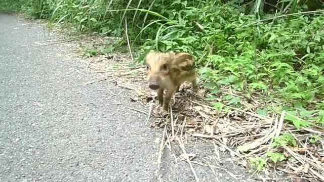 在路上发现一只小野猪仔,不抓,就这样看着它离开