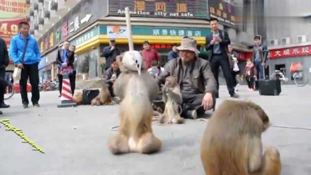 猴子表演被枪毙,怎么也叫不醒,耍猴人一磨刀,蹭的一下就醒了