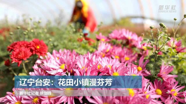 辽宁台安:花田小镇漫芬芳