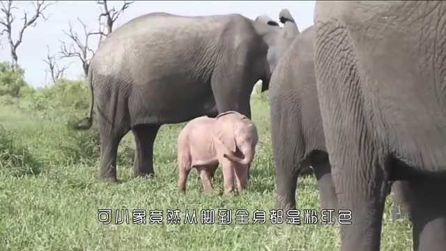 非洲出现了珍惜粉红色小象,因为太过显眼面临被猎杀风险