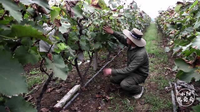 葡萄架型架势既要合理规范,还要方便操作管理,这样才能产出好果